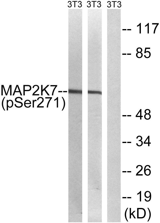 MAP2K7 (Phospho-Ser271) Rabbit Polyclonal Antibody, 100 ug