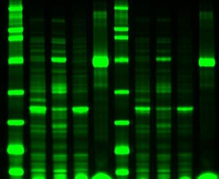 Instant-Bands Pre-Staining Protein Sample Loading Buffer for SDS-PAGE Gels