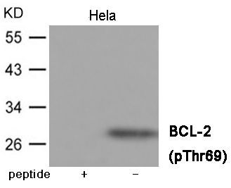 BCL-2 (Phospho-Thr69) Rabbit Polyclonal Antibody, 100 ug