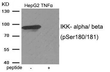 IKK- alpha/ beta (Phospho-Ser180/181) Rabbit Polyclonal Antibody, 100 ug