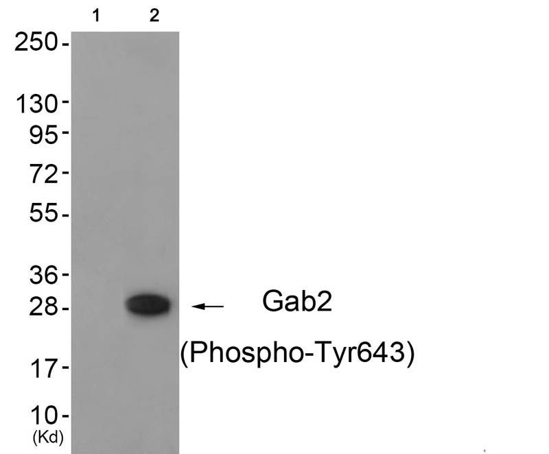 Gab2 (Phospho-Tyr643) Rabbit Polyclonal Antibody, 100 ug