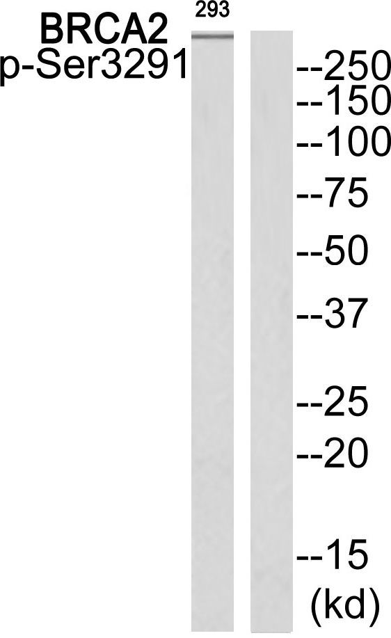 BRCA2 (Phospho-Ser3291) Rabbit Polyclonal Antibody, 100 ug