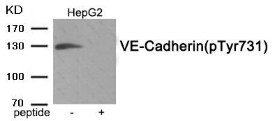 VE-Cadherin (Phospho-Tyr731) Rabbit Polyclonal Antibody, 100 ug