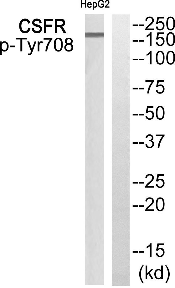 CSFR (Phospho-Tyr708) Rabbit Polyclonal Antibody, 100 ug