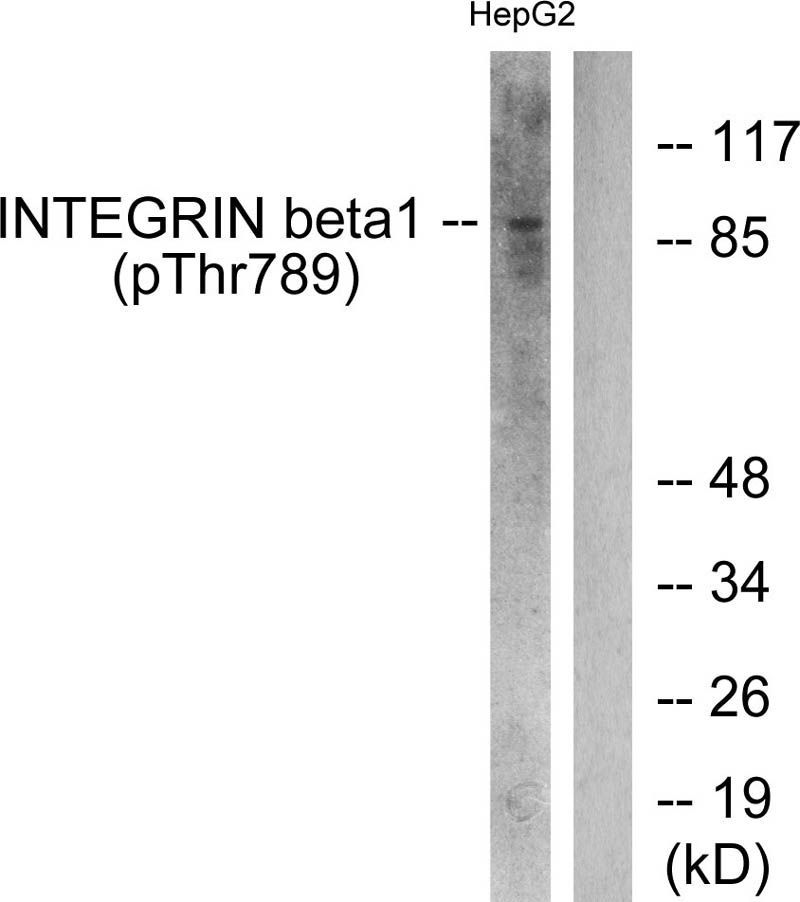 Integrin β1 (Phospho-Thr789) Rabbit Polyclonal Antibody, 100 ug