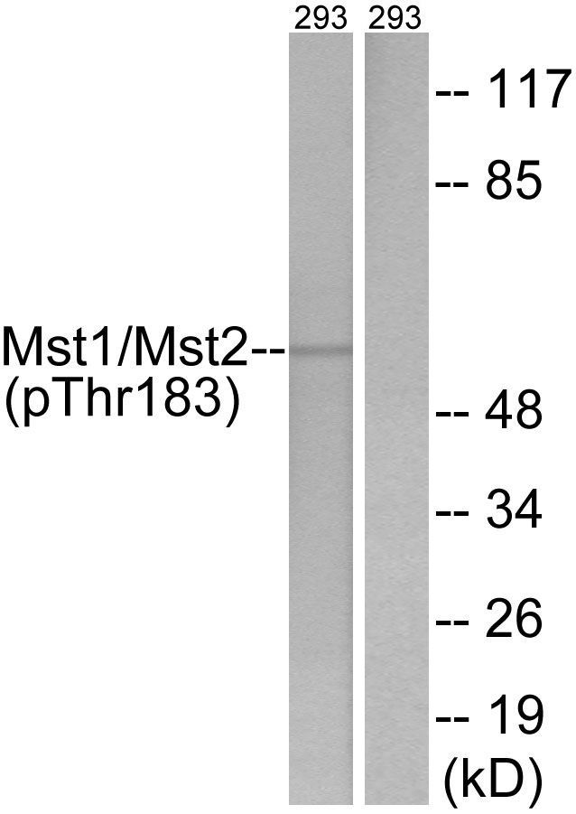 Mst1/2 (Phospho-Thr183) Rabbit Polyclonal Antibody, 100 ug