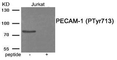 PECAM-1 (Phospho-Tyr713) Rabbit Polyclonal Antibody, 100 ug