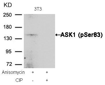 ASK1 (Phospho-Ser83) Rabbit Polyclonal Antibody, 100 ug