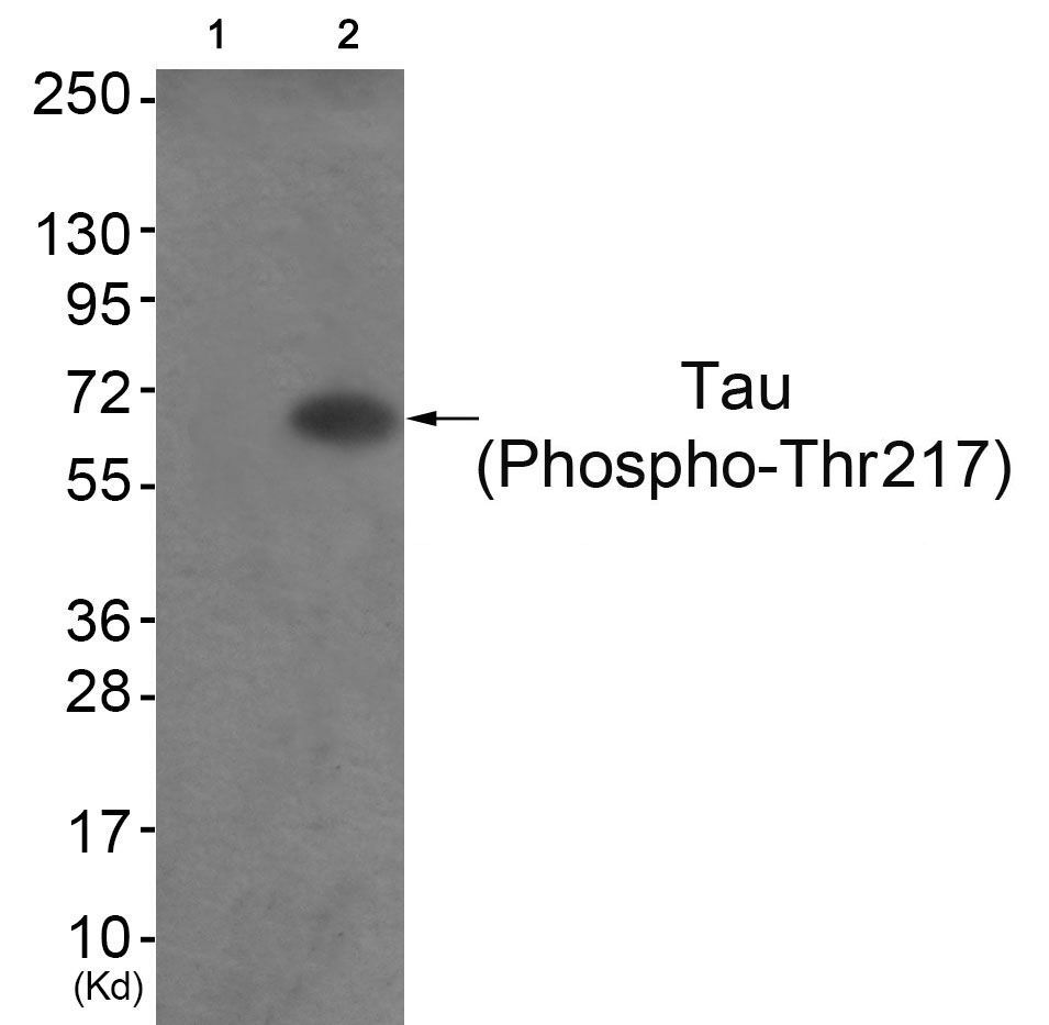 Tau (Phospho-Thr217) Rabbit Polyclonal Antibody, 100 ug