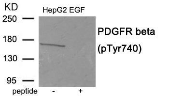PDGFR beta (Phospho-Tyr740) Rabbit Polyclonal Antibody, 100 ug