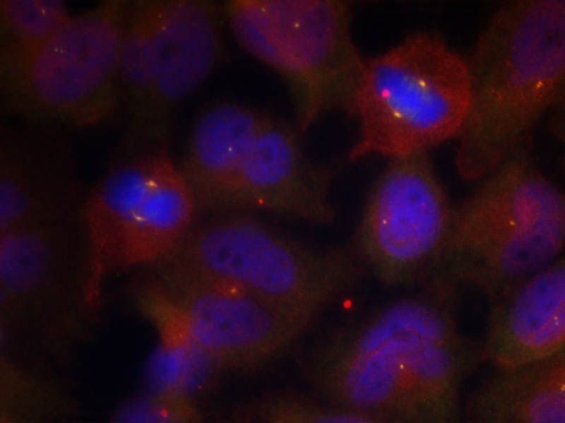 Synaptotagmin 1/2 (Phospho-Thr202/199) Rabbit Polyclonal Antibody, 100 ug