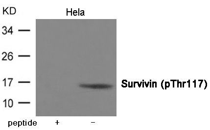 Survivin (Phospho-Thr117) Rabbit Polyclonal Antibody, 100 ug