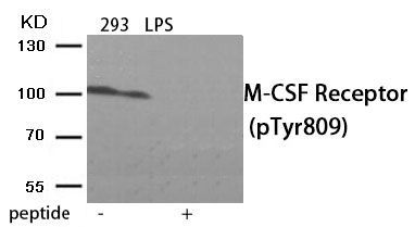 M-CSF Receptor (Phospho-Tyr809) Rabbit Polyclonal Antibody, 100 ug