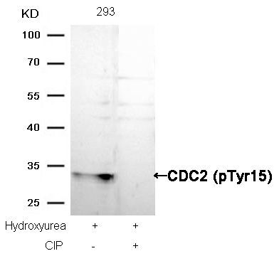 CDC2 (Phospho-Tyr15) Rabbit Polyclonal Antibody, 100 ug