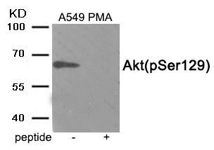 Akt (Phospho-Ser129) Rabbit Polyclonal Antibody, 100 ug