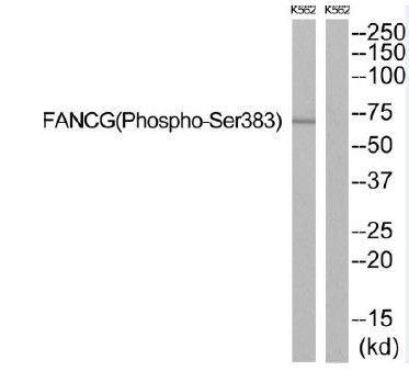 FANCG (Phospho-Ser383) Rabbit Polyclonal Antibody, 100 ug