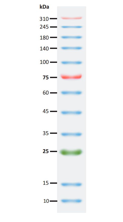 SuperRange Prestained Protein Ladder (10-310 kDa), 2x250ul, MEIP80402