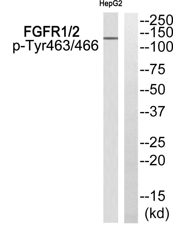 FGFR1/2 (Phospho-Tyr463/466) Rabbit Polyclonal Antibody, 100 ug