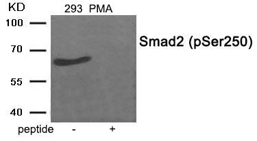 Smad2 (Phospho-Ser250) Rabbit Polyclonal Antibody, 100 ug