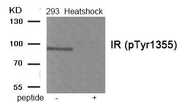 IR (Phospho-Tyr1355) Rabbit Polyclonal Antibody, 100 ug
