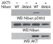 Niban (Phospho-Ser602) Rabbit Polyclonal Antibody, 100 ug