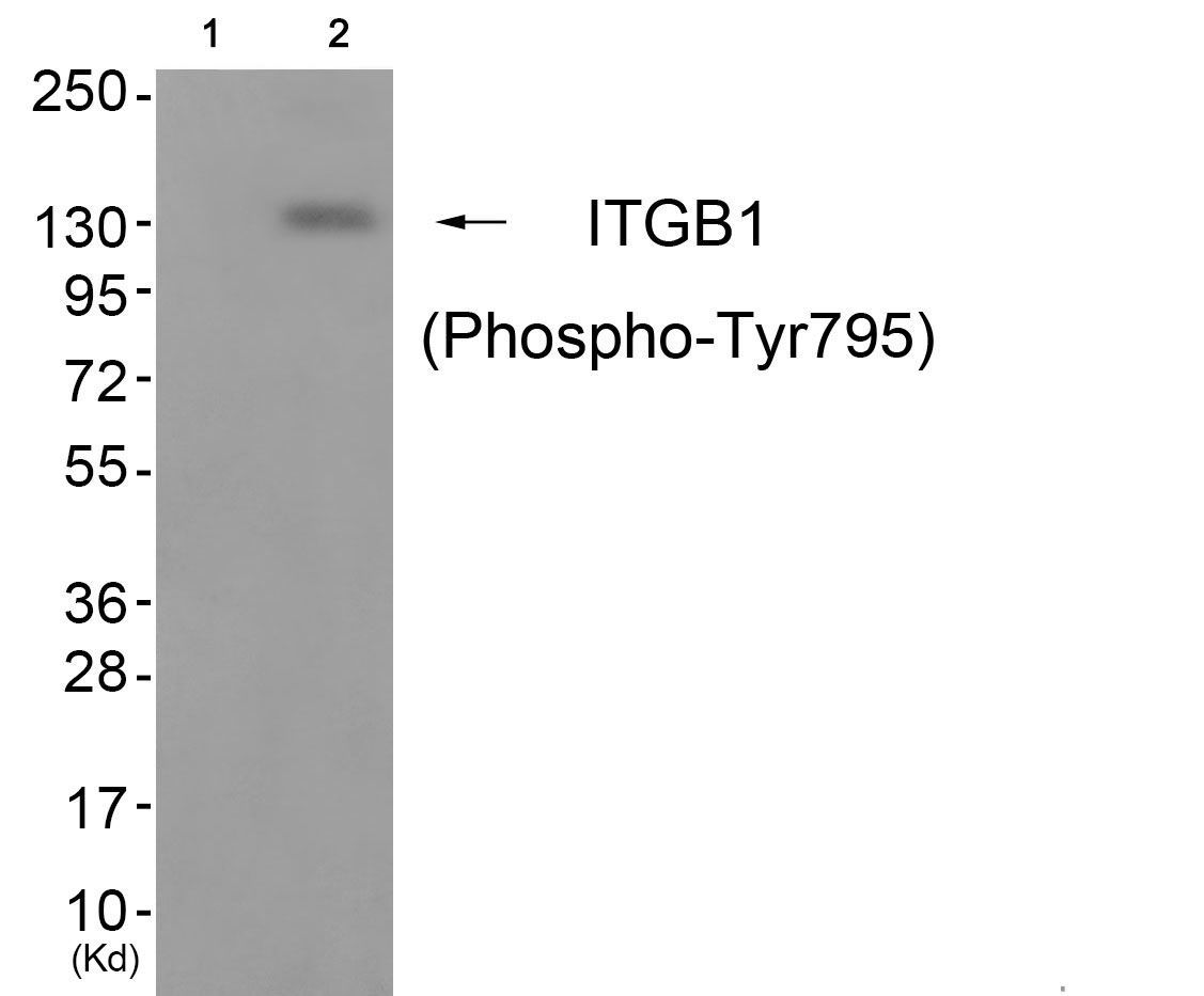 ITGB1 (Phospho-Tyr795) Rabbit Polyclonal Antibody, 100 ug