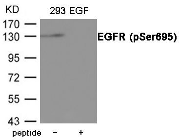 EGFR (Phospho-Ser695) Rabbit Polyclonal Antibody, 100 ug