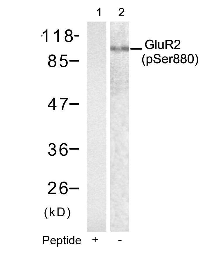 GluR2 (phospho-Ser880) Rabbit Polyclonal Antibody, 100 ug