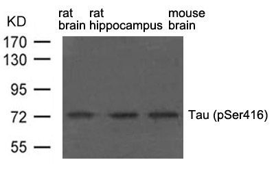 Tau (phospho-Ser416) Rabbit Polyclonal Antibody, 100 ug