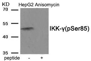 IKK-γ (Phospho-Ser85) Rabbit Polyclonal Antibody, 100 ug