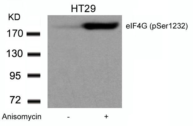 eIF4G (phospho-Ser1231) Rabbit Polyclonal Antibody, 100 ug