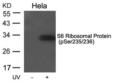 S6 Ribosomal Protein (Phospho-Ser235/236) Rabbit Polyclonal Antibody, 100 ug