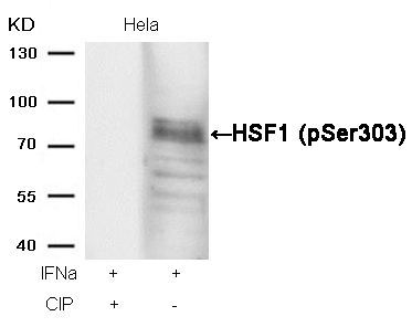 HSF1 (phospho-Ser303) Rabbit Polyclonal Antibody, 100 ug