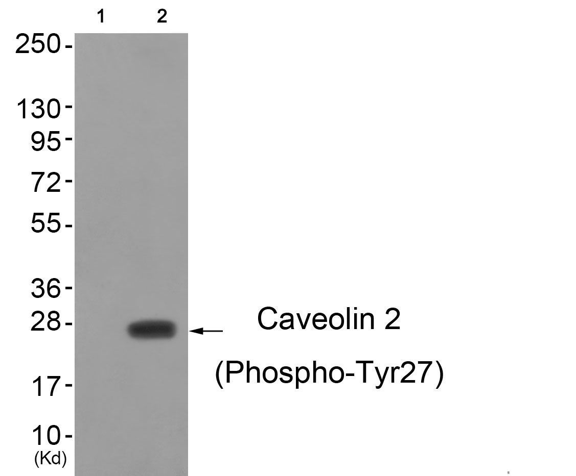 Caveolin 2 (Phospho-Tyr27) Rabbit Polyclonal Antibody, 100 ug