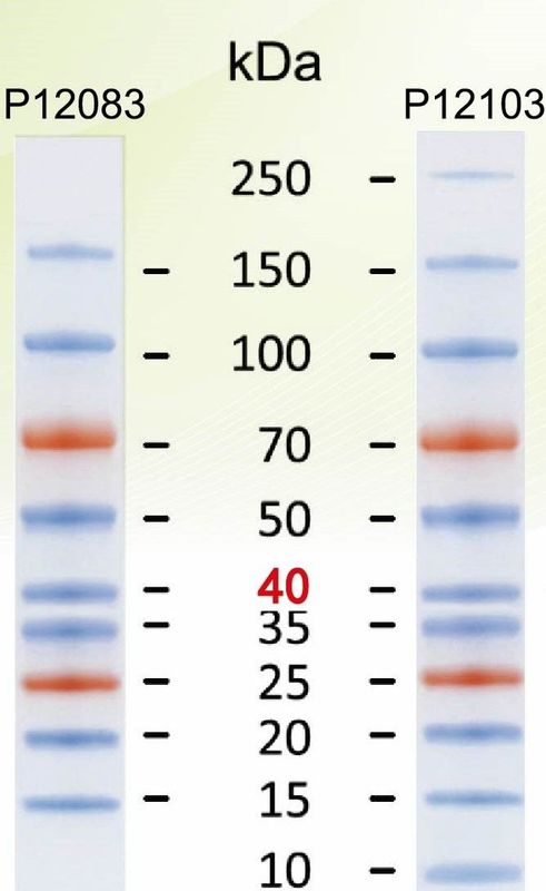 Pre-stained Plus Protein Ladder (10-250kDa), 250ul