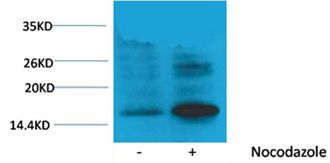 Histone H3(Phospho-Thr118) Rabbit Polyclonal Rabbit Polyclonal Antibody, 100 ug