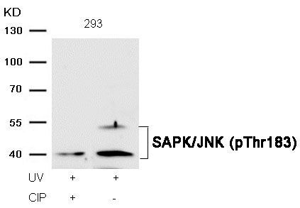 SAPK/JNK (Phospho-Thr183) Rabbit Polyclonal Antibody, 100 ug