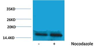 Histone H3(Phospho-Thr45) Rabbit Polyclonal Rabbit Polyclonal Antibody, 100 ug