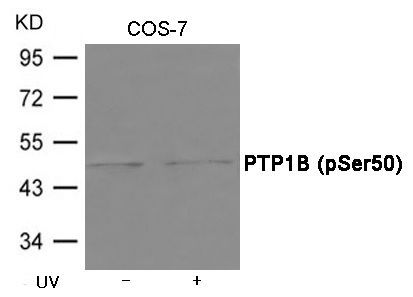 PTP1B (Phospho-Ser50) Rabbit Polyclonal Antibody, 100 ug