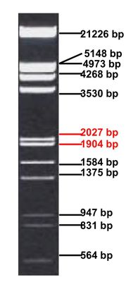 Lamda DNA EcoRI/HindIII Marker (Ladder) 250ul, MEIP90601