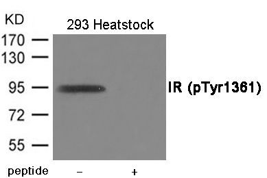 IR (Phospho-Tyr1361) Rabbit Polyclonal Antibody, 100 ug