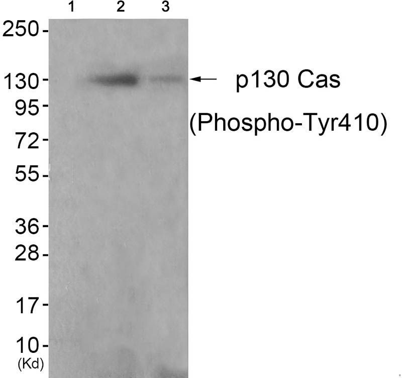 p130 Cas (Phospho-Tyr410) Rabbit Polyclonal Antibody, 100 ug