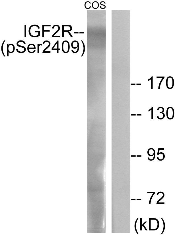 CD227/MUC1 (Phospho-Tyr1229) Rabbit Polyclonal Antibody, 100 ug