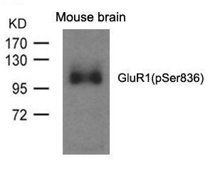 GluR1 (phospho-Ser836) Rabbit Polyclonal Antibody, 100 ug