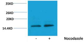 Histone H3(Phospho-Thr11) Rabbit Polyclonal Rabbit Polyclonal Antibody, 100 ug