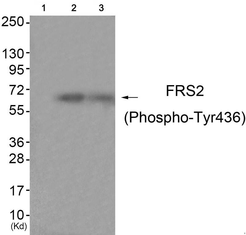 FRS2 (Phospho-Tyr436) Rabbit Polyclonal Antibody, 100 ug