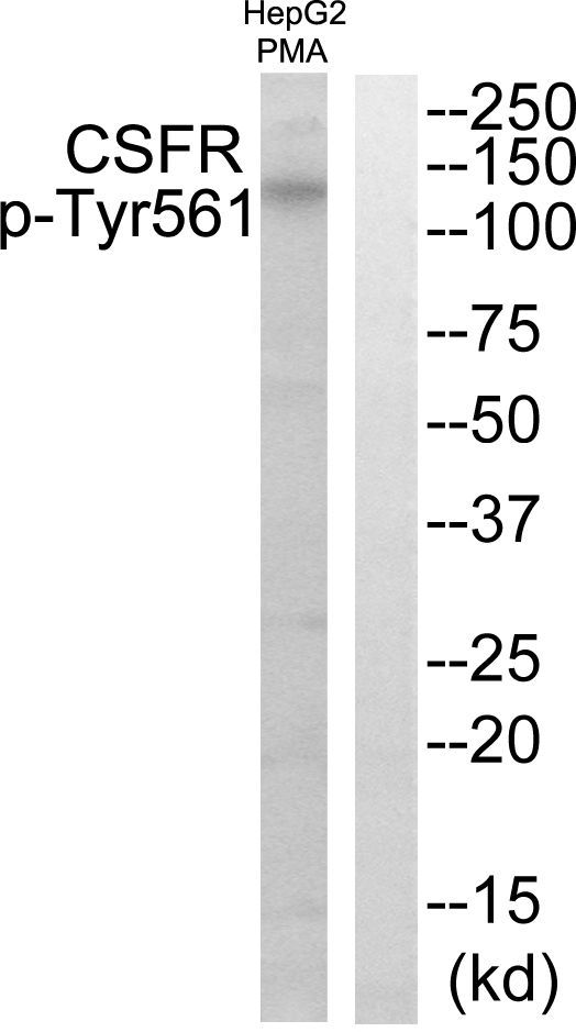CSFR (Phospho-Tyr561) Rabbit Polyclonal Antibody, 100 ug
