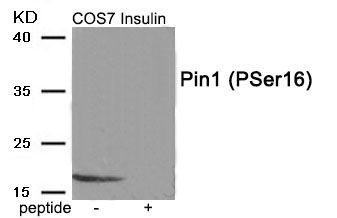 Pin1 (Phospho-Ser16) Rabbit Polyclonal Antibody, 100 ug