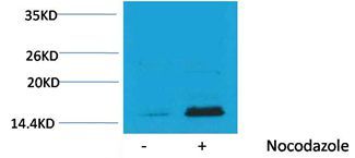 Histone H3(Phospho-Thr32) Rabbit Polyclonal Rabbit Polyclonal Antibody, 100 ug