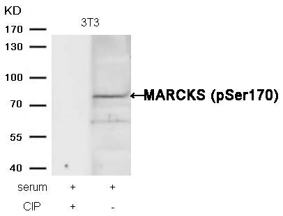 MARCKS (phospho-Ser170) Rabbit Polyclonal Antibody, 100 ug
